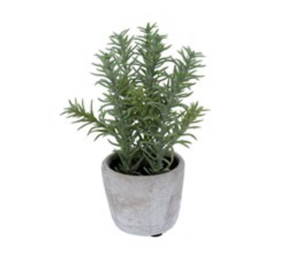 Rosemary plant